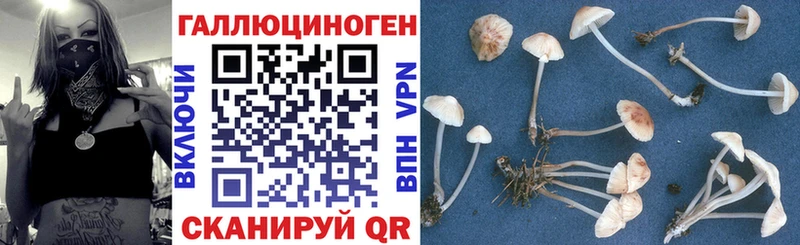 Купить где  Суровикино  Псилоцибиновые грибы MAGIC MUSHROOMS 
